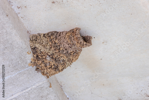 Hirundo daurica. Detail of the mud nest of the Red-rumped Swallow, under a road bridge.