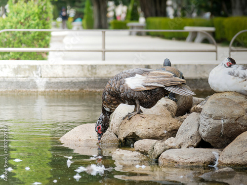 Photos Canard musqué domestique (Cairina moschata f