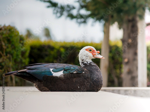 Картината върху платно Canard musqué domestique (Cairina moschata f