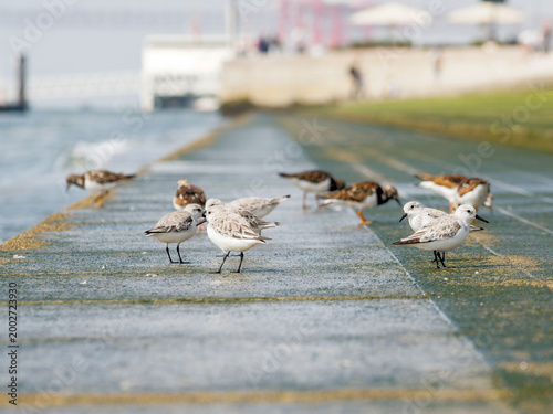 Tableau sur toile Bécasseaux sanderling (Calidris alba) sur une digue avec le pont du 25 Avril en