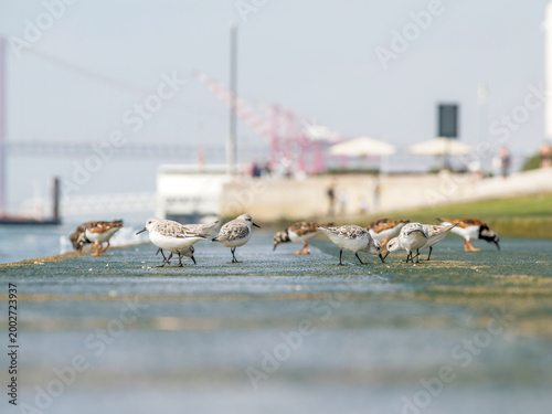 Tableau sur toile Bécasseaux sanderling (Calidris alba) sur une digue avec le pont du 25 Avril en