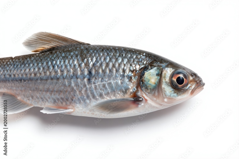 Fototapeta premium Fish scales glisten on side profile of small freshwater fish. Detailed view shows large eye with orange pupil, gill cover. Aquatic creature isolated on white background for study.