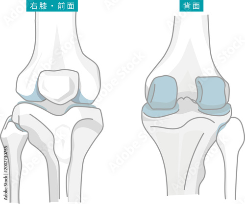 前と後ろから見た膝関節を表したイラスト