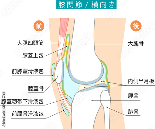 横から見た膝関節と各滑液包を表したイラスト