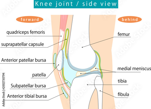 横から見た膝関節と各滑液包を表したイラスト