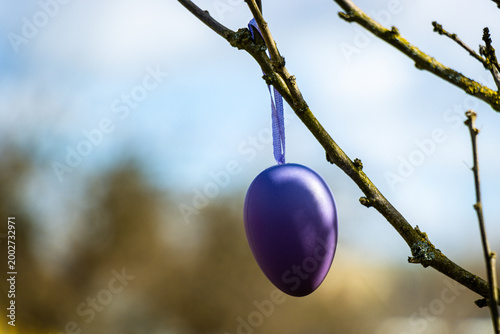 Lila Oster Ei an einem ast.