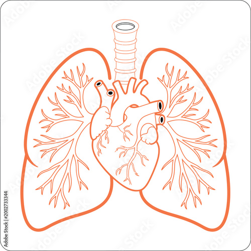 Respiratory system illustration, lungs heart anatomy line art bronchial tree medical diagram black and white educational design