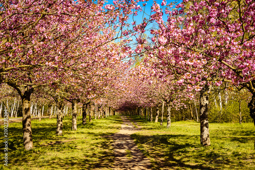 Kirsch Blüten Allee.