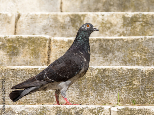 Canvastavla Pigeon biset domestique (Columba livia f