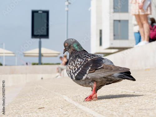 Canvastavla Pigeon biset domestique (Columba livia f