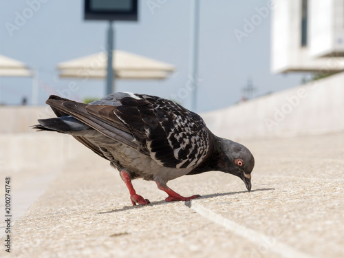 Quadro su tela Pigeon biset domestique (Columba livia f