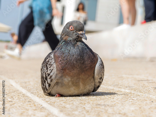 Quadro su tela Pigeon biset domestique (Columba livia f