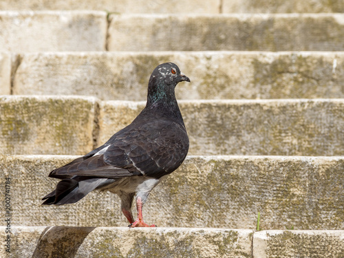 Fotografie Pigeon biset domestique (Columba livia f