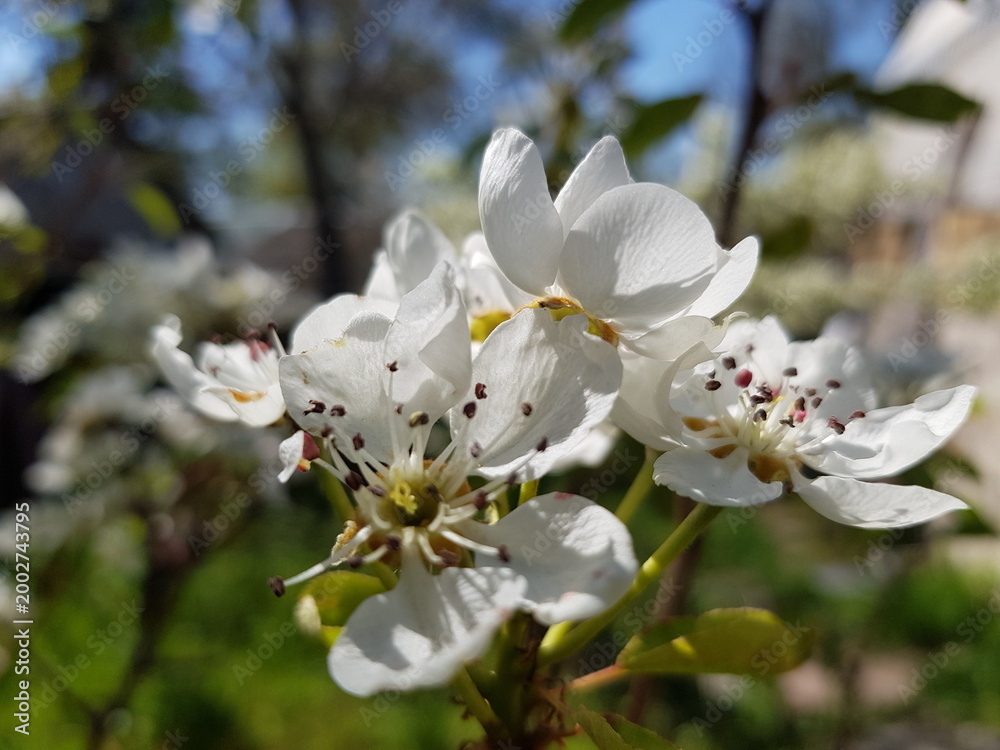 Obraz premium apple tree blossom