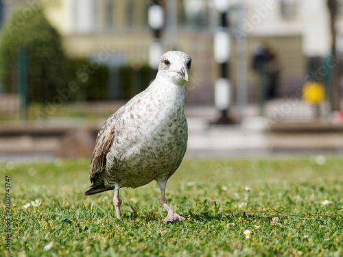 Photos Goéland brun adulte et juvénile (Larus fuscus) en ville, comportement alimentair