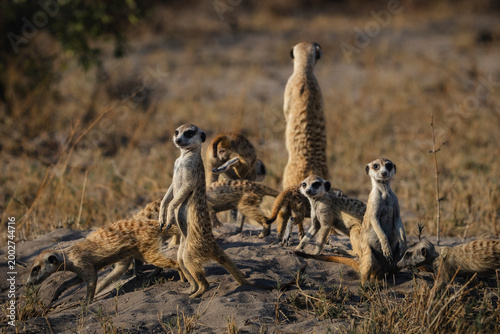 Meerkat with pups standing on sentry duty