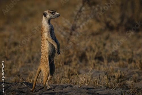 Standing meerkat on sentry duty