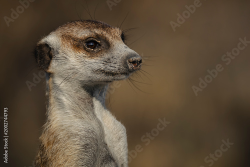 Meerkat side profile