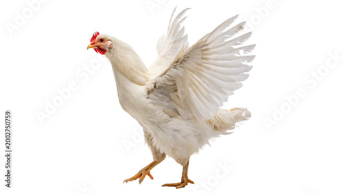 white chicken is seen flapping its wings isolated on transparent background cut out