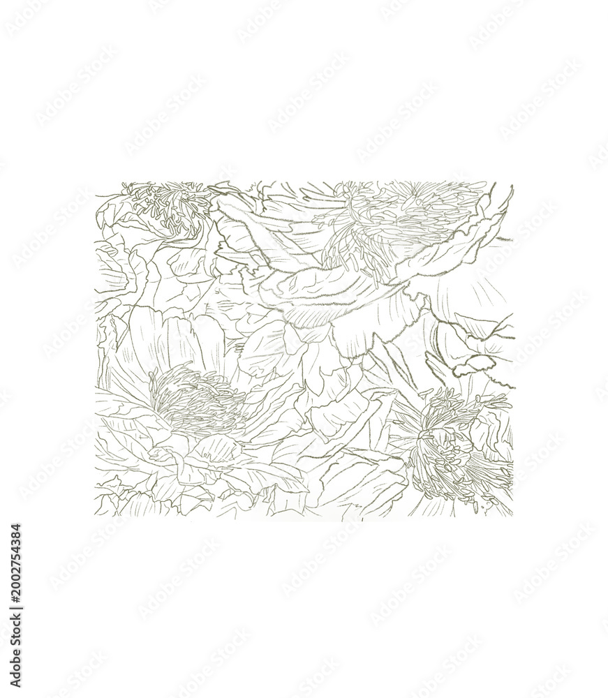Fototapeta premium Vintage peony flower line art collection isolated on transparent background no bg