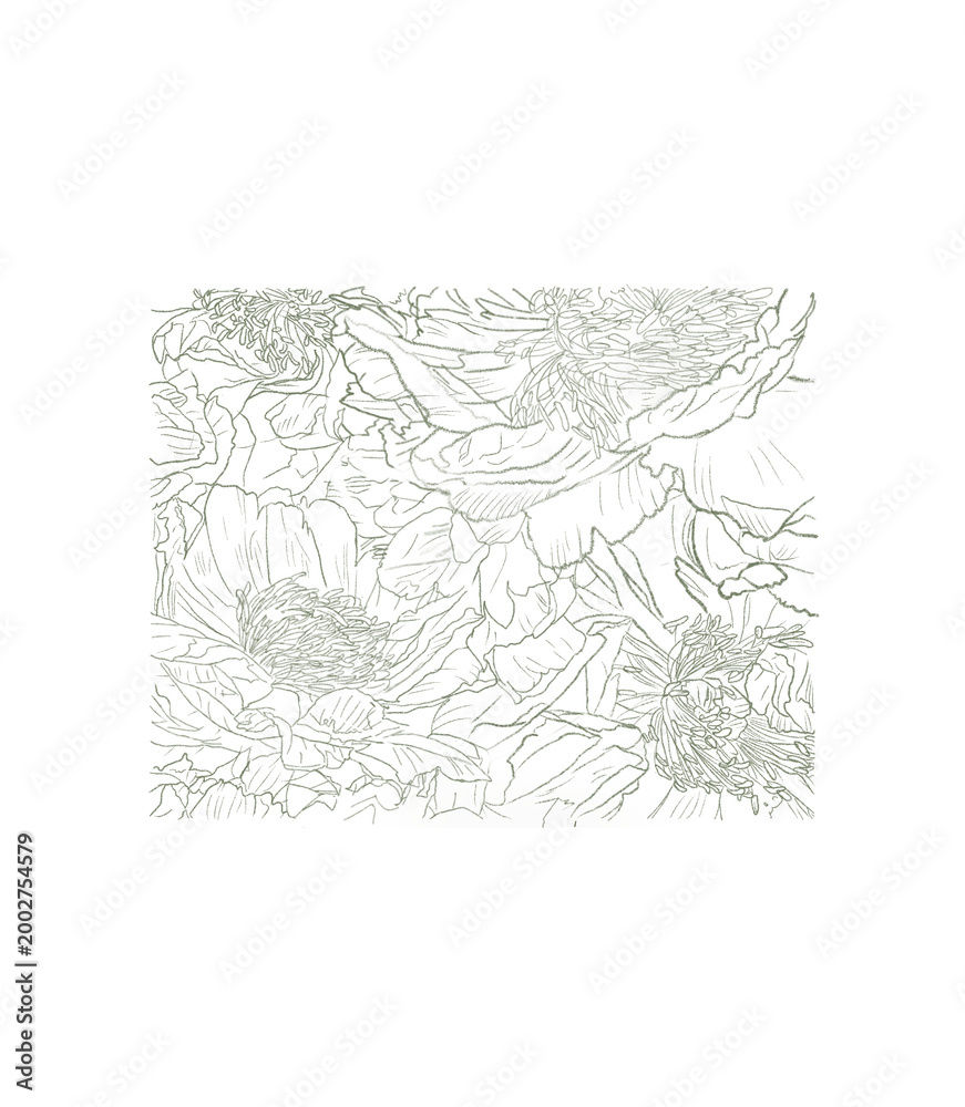 Obraz premium Vintage peony flower line art collection isolated on transparent background no bg
