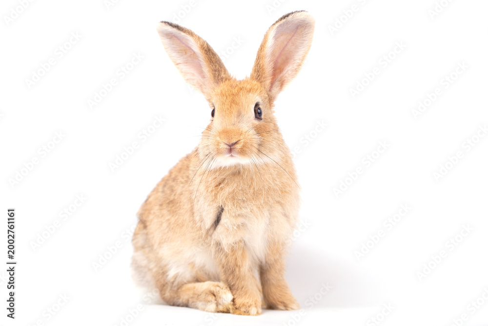 Fototapeta premium Easter Day Concept, rabbit sitting isolated on white background, cute brown rabbit portrait with large ear and soft fur