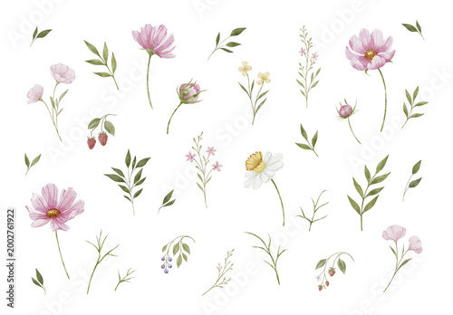 Watercolor floral clipart set with wildflowers, leaves and berries, editable psdt template. Botanical hand painted meadow elements collection for nursery, wedding and surface design