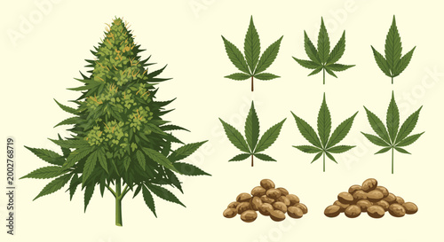 Marijuana plant illustration with separate cannabis leaves and seeds on a plain background for medical or educational botanical information.