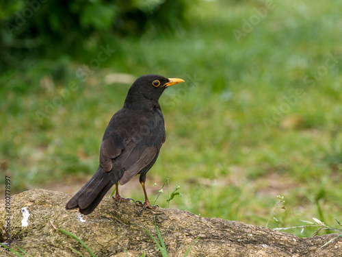Tableau sur toile Merle noir (Turdus merula) dans un parc urbain, oiseau sauvage en environnement