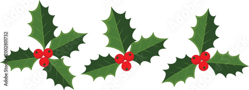 Holly leaves and berries on white background green