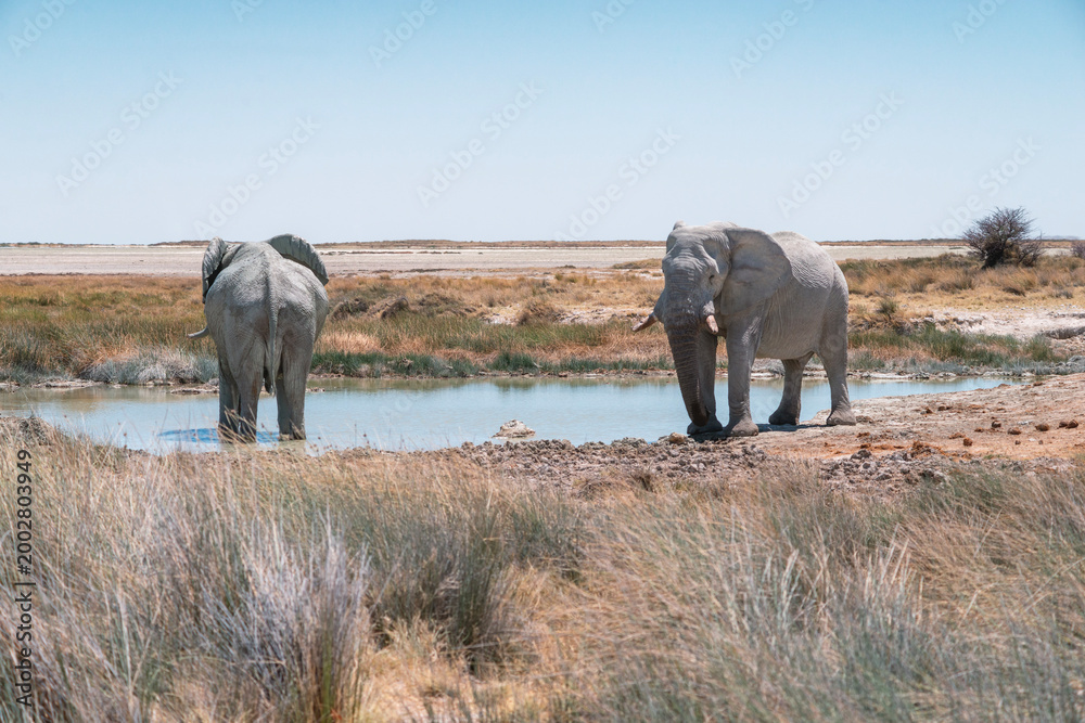 Obraz premium Elephants near water