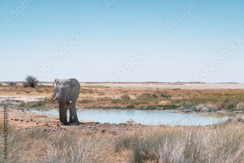 elephant near pond