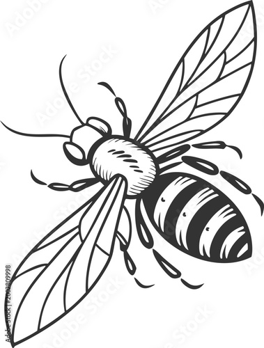 Black and white zebra head