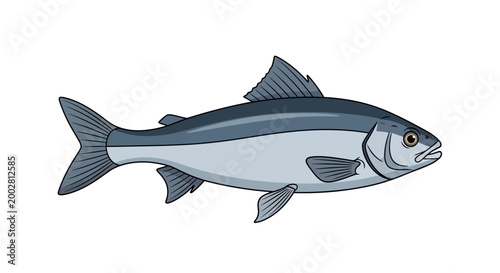 Illustration of a freshwater fish, commonly found in rivers and lakes, known for its streamlined body and edible qualities