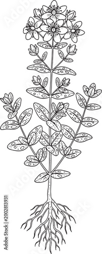 Saint John's Wort Botanical Line Art Illustration with Roots