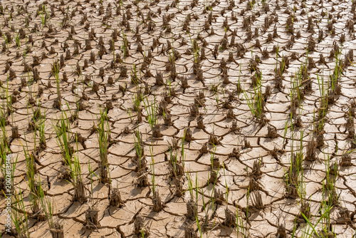 Cracked dry soil with young rice plants growing in drought conditions, showing climate change impact, agriculture crisis, and natural texture pattern for background design