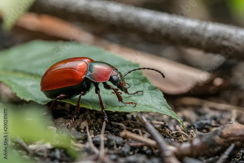 Macro close-up of a red beetle walking on a green leaf in a natural forest setting, showcasing detailed insect anatomy with soft blurred background and natural lighting.
