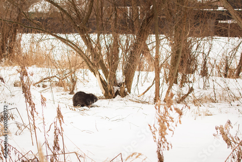 Photos beaver in snowy wetland habitat on riverbank with winter vegetation and gnawed b