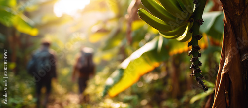 banana bush in a forest with hikers in the background