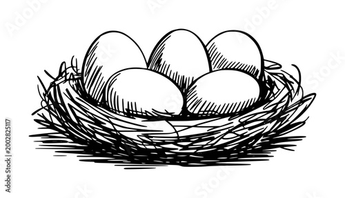 Hand Drawn of Eggs in a Bird Nest White Background