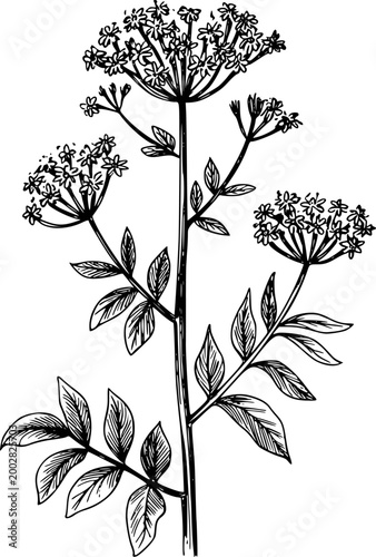 Hand-drawn black and white of a delicate flowering plant with compound leaves botanical