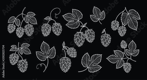 Detailed white line art illustrations of hop cones and leaves arranged in various botanical patterns on a solid black background.