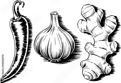 Hand-drawn of chili pepper, garlic bulb, and ginger root white background
