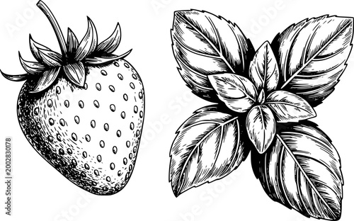 Vintage of a strawberry and basil leaves white background, fruit herb