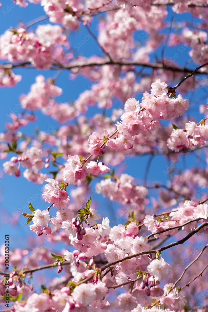 Fototapeta premium cherry blossom in spring