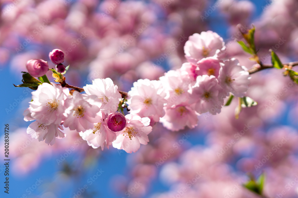 Naklejka premium Single sakura branch with soft blurred background in spring