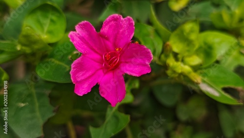 Natural wildflower meadow in morning light with dew on petals and bokeh background