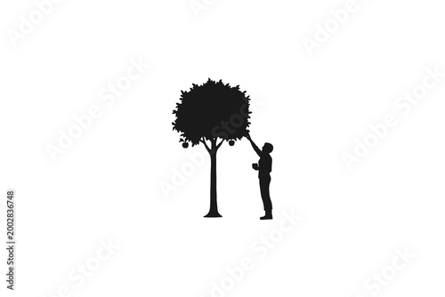 Man picking ripe apples from a fruit tree in the garden silhouette
