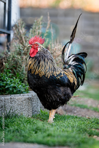 Obraz na płótnie Ein Hahn im Garten aus Hobbyhaltung