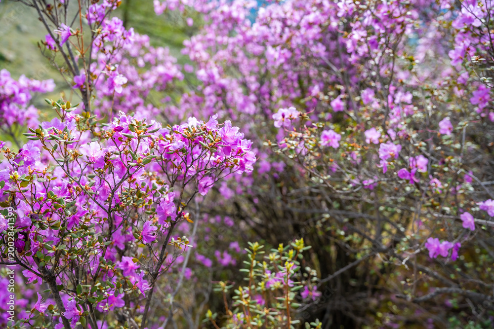 Obraz premium Close up of Flowering Moralnik shrub in the mountains of Chuysky Trakt Altai Russia. Native Siberian plant blooming in mountain landscape.